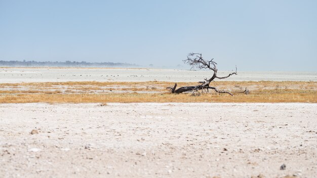 Braided acacia tree in desert landscape in the Etosha National Park, travel destination in Namibia