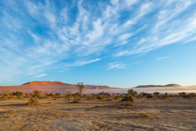 Foto albero di acacia intrecciato e dune di sabbia rossa.