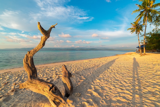 Braided tree on beach at sunset