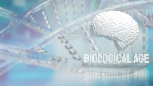 The brain and biological age on dna background for sci or medical concept 3d rendering