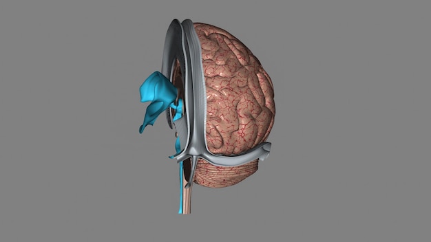 Foto il cervello è composto da quattro lobi, ciascuno associato a funzioni diverse