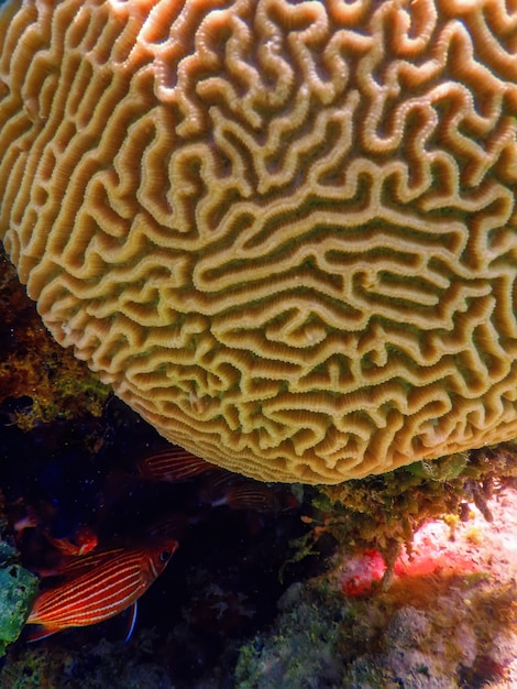 Photo brain coral in the bottom of the sea, marine life