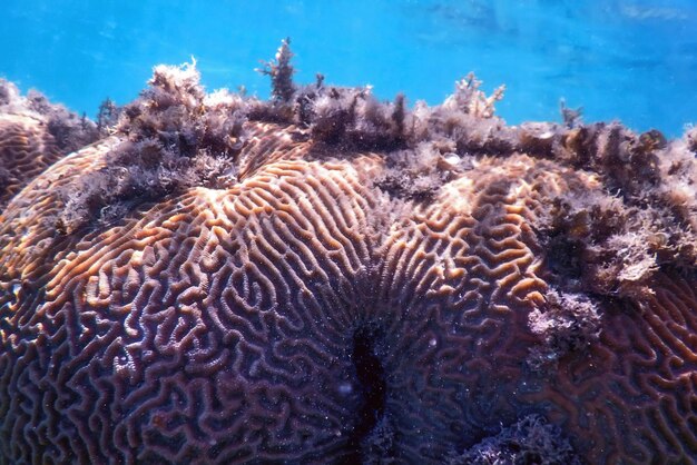 Brain coral in the bottom of the sea, marine life