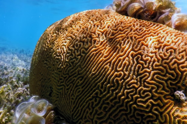 Brain coral in the bottom of the sea, Marine life