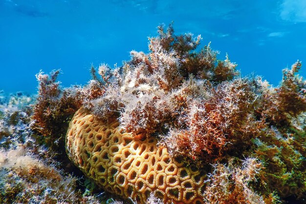 Foto il corallo cerebrale sul fondo del mare