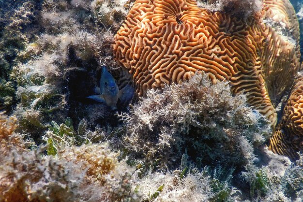 Foto il corallo cerebrale sul fondo del mare