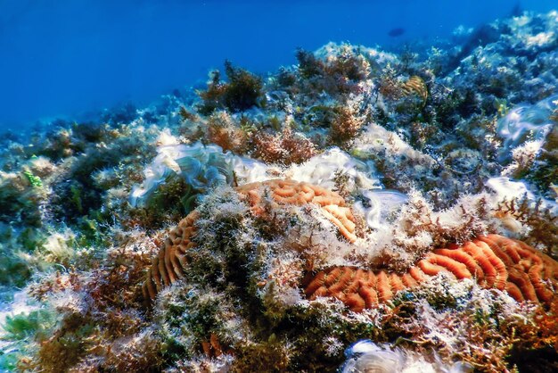 Коралл-мозг на дне моря