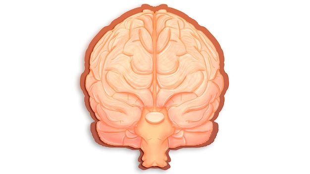 Brain illustration