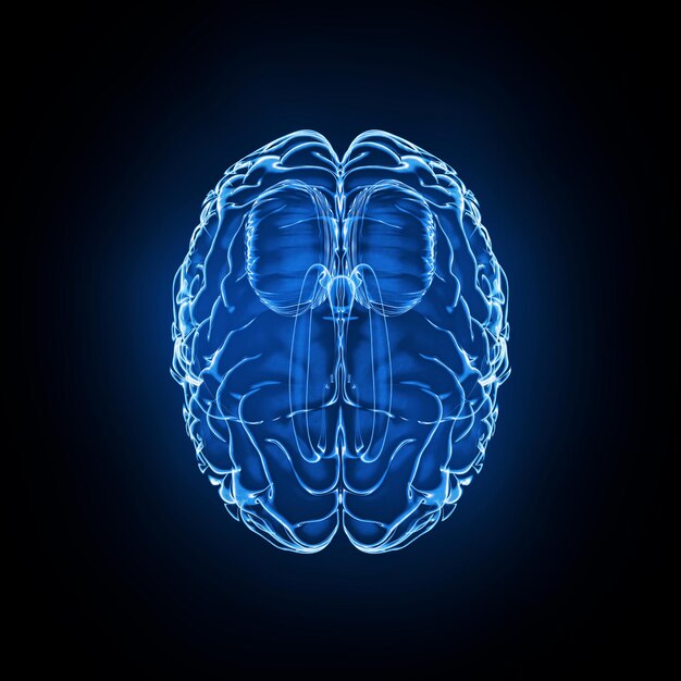 Photo brain model xray look isolated on black background top view