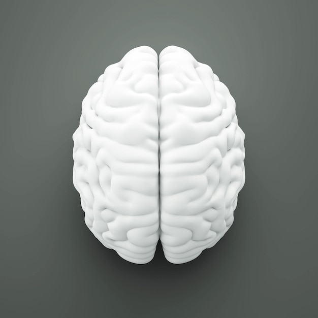 Brain with clipping path on gray background 3d render