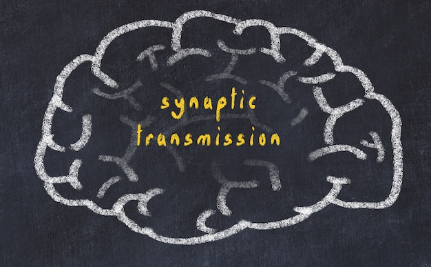 brain with inscription synaptic transmission