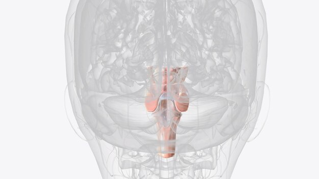 Photo brainstem area at the base of the brain that lies between the deep structures of the cerebral hemispheres and the cervical spinal cord