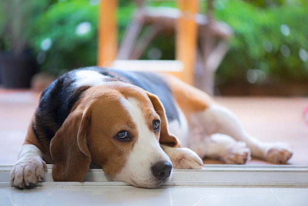 Brakhond die droevig en eenzaam kijken