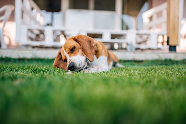 Brakhond die outdors leggen die met de beenderen spelen.