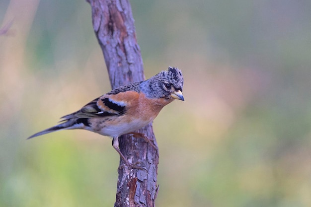 Brambling Fringilla montifringilla 코르도바 스페인