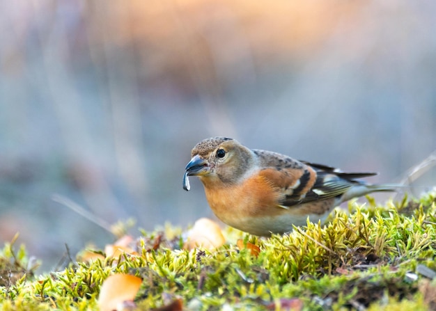 Brambling Fringilla montifringilla sitting on the ground with moss