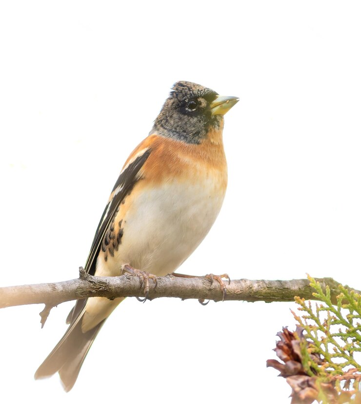 Foto brambling fringilla montifringilla vogel die op een tak zit op witte achtergrond geïsoleerd