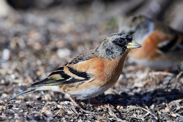 写真 アトランブリング fringilla montifringilla