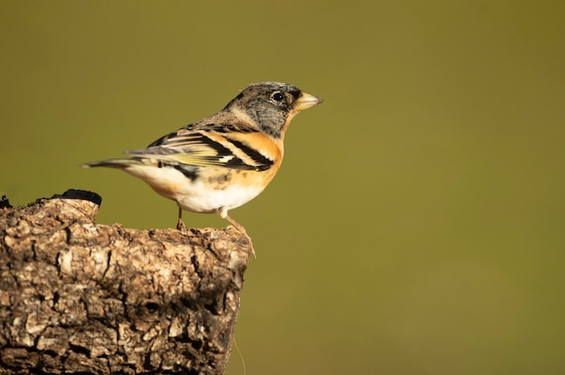 Brambling male on a very cold January day snowing with the first light in an oak forest