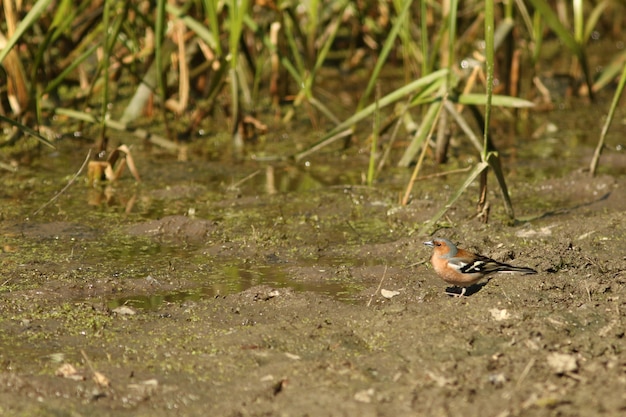 Brambling!