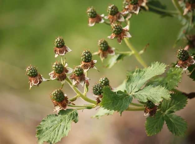 Bramenstruik, onrijpe bramen in de tuin