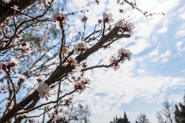 A branch of almond blossoms with the sky in the background