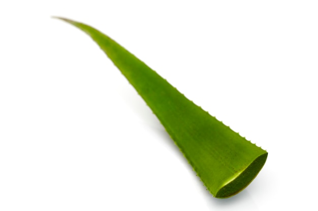 Branch of aloe vera on white background