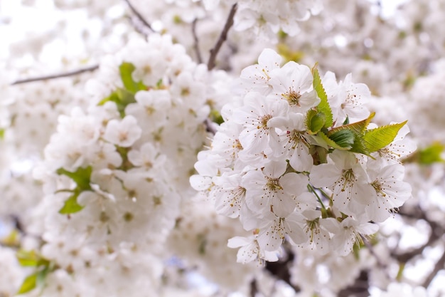 Foto ramo di un albero di mele in fiore fiori bianchi su un albero di mele