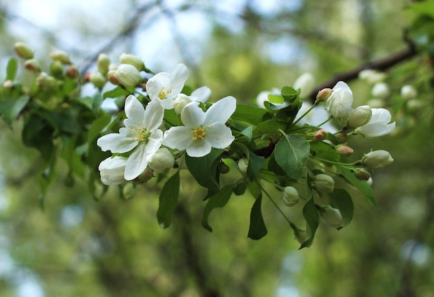 春に白い花と緑の葉を持つ花の上のリンゴの木の枝