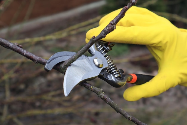 A branch of an apple tree is cut by a pruner held by yellowgloved hands closeupthe concept of seasonal spring work in the garden