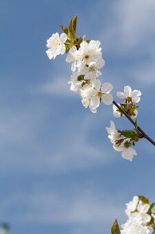 Ramo di melo nel periodo di fioritura primaverile con cielo blu sullo sfondo. messa a fuoco selettiva sui fiori.