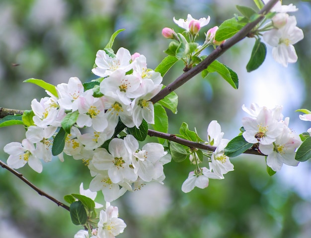 Ветка яблони с цветами на фоне цветущих деревьев