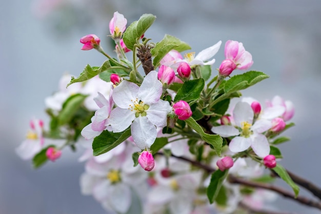 A branch of an apple tree with flowers and buds