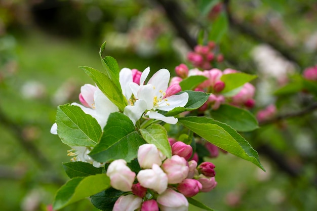 Branch of apple tree with pink flowers on a background of flowering trees spring time