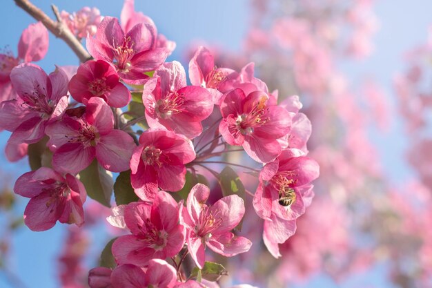 Branch of apple tree with pink flowersSpring seasonSelective focus