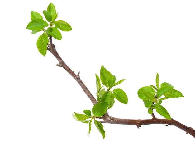 Branch apple tree with spring buds isolated on white