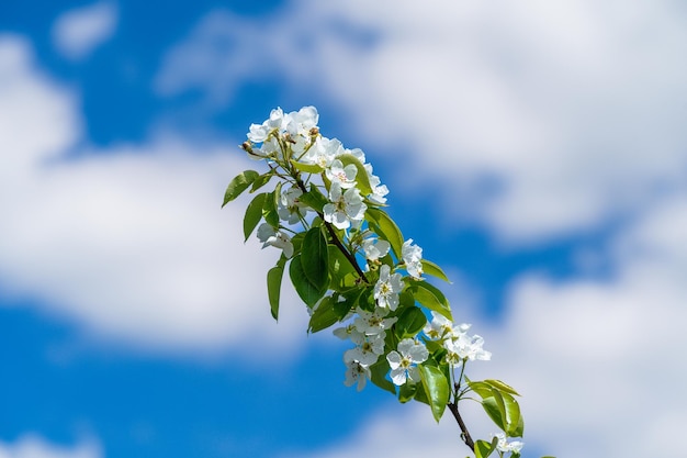 A branch of an apple tree with white flowers blooms in the garden against the blue sky