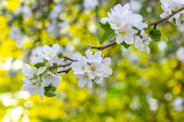 A branch of an apple tree with white flowers in the garden in sunny weather