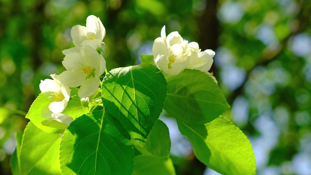 Branch of an Apple tree with white flowers sways in the wind in rays of morning, spring sun.