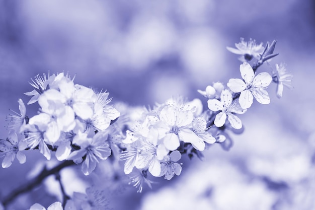 Branch apple tree with a white flowers tinted in trendy color of 2022 very peri. Selective focus