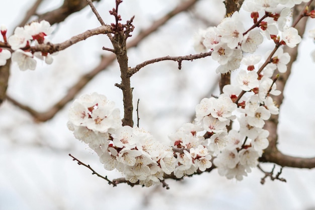 Ветка абрикосового дерева в период весеннего цветения на размытом фоне голубого неба