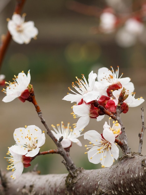 Branch of apricot tree in the period of spring flowering with blurred orchard on the background