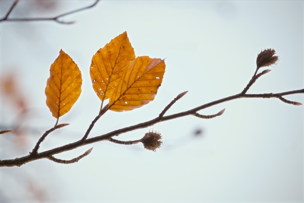 Branch of autumn leaves on a blue background os sky