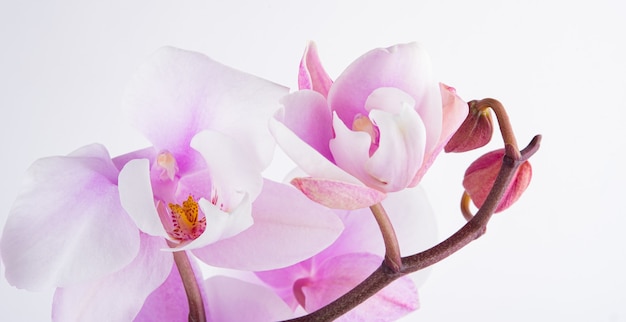 A branch of a beautiful and pastel purple orchid phalaenopsis on a white background. Isolated, macro and close up image.