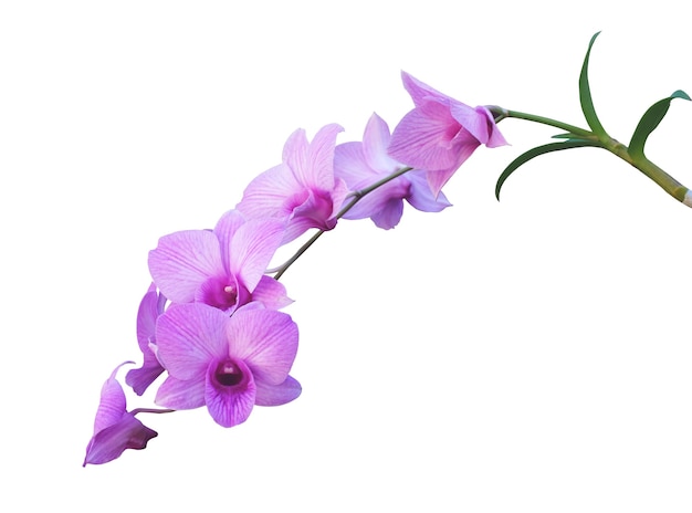 Branch of beautiful pink Phalaenopsis orchid isolated on white background