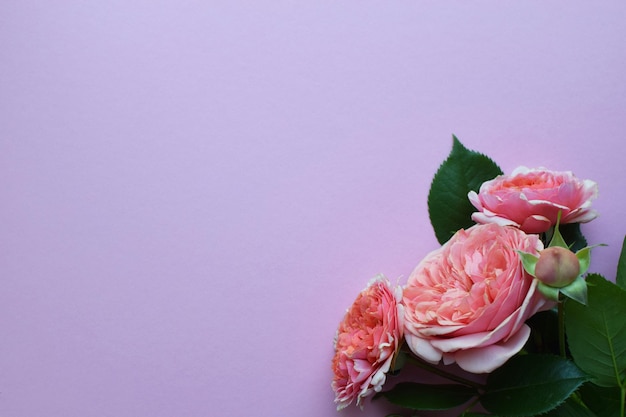 분홍색 배경 발렌타인 데이 복사 공간에 새싹이 있는 아름다운 분홍색 장미 가지