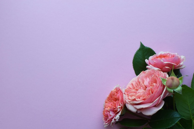 A branch of beautiful pink roses with buds on a pink background Valentine's Day Copy space