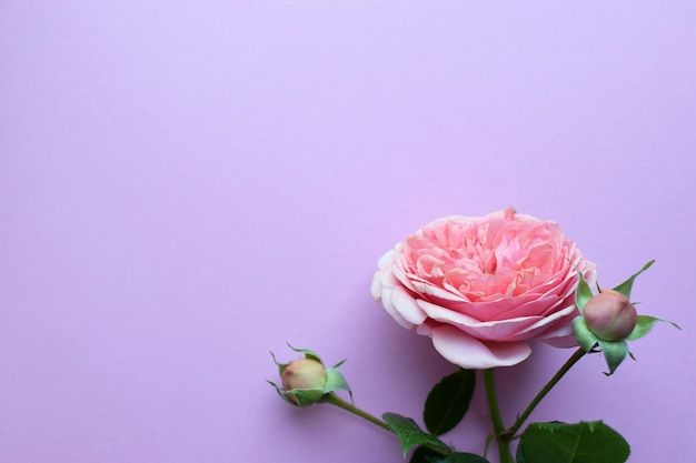 A branch of beautiful pink roses with buds on a pink background valentine's day copy space