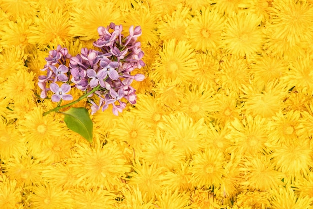 Branch of beautiful purple lilac in the blurry background of dandelion flowers located next to each other