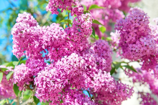 緑の葉を持つ茂みの美しい紫色のライラックの花の枝